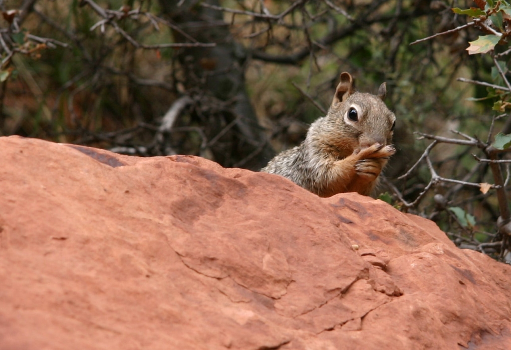 05 - Zion NP (4).JPG
